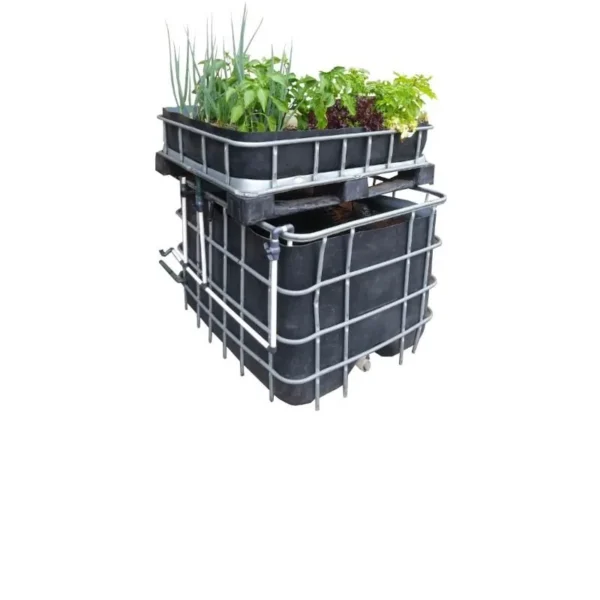 Aquaponics DIY starter kit with 800 L fish tank and 200 L grow bed made from an IBC